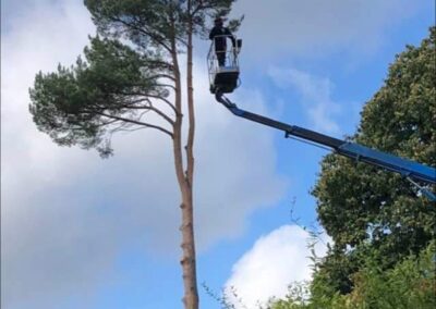 midlands gardening 13