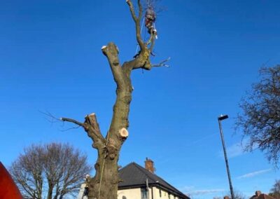 midlands gardening 14