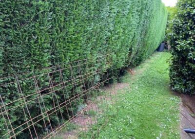 midlands gardening 28